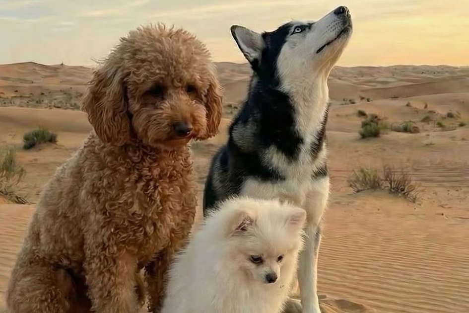 ‘No pet left behind’: Meet UAE-based volunteer group rescuing abandoned pets