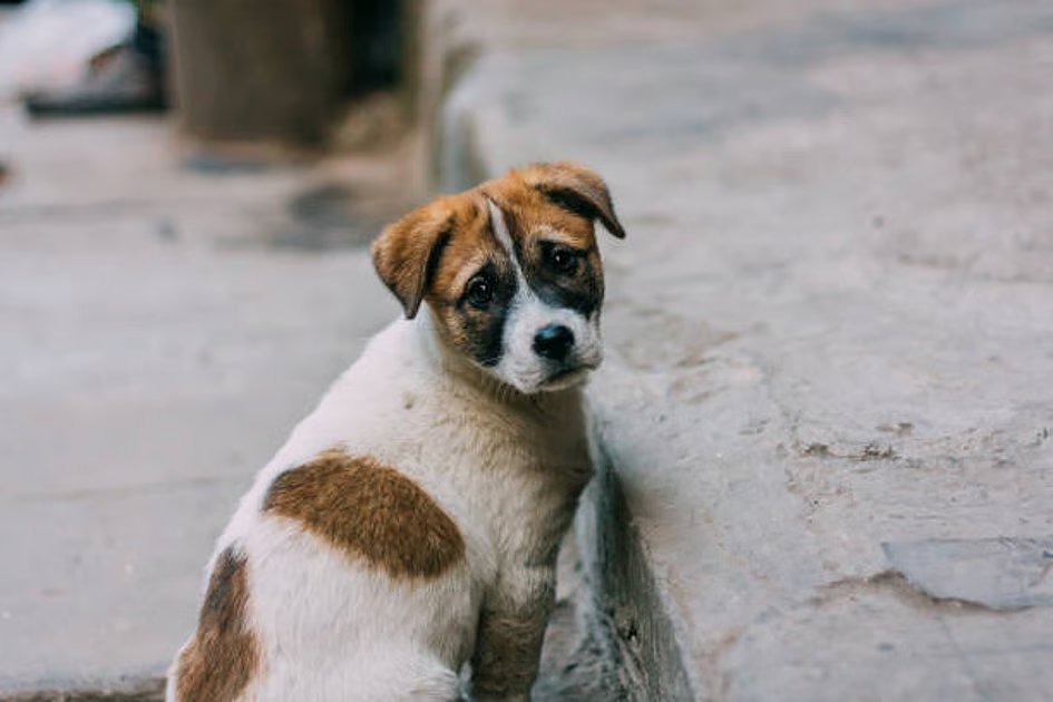 Could Dubai’s AI-powered feeding stations be a game-changer for stray animals?