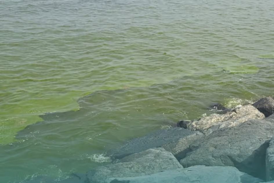 Greenish seawater in Fujairah? Authority explains reason, reassures residents