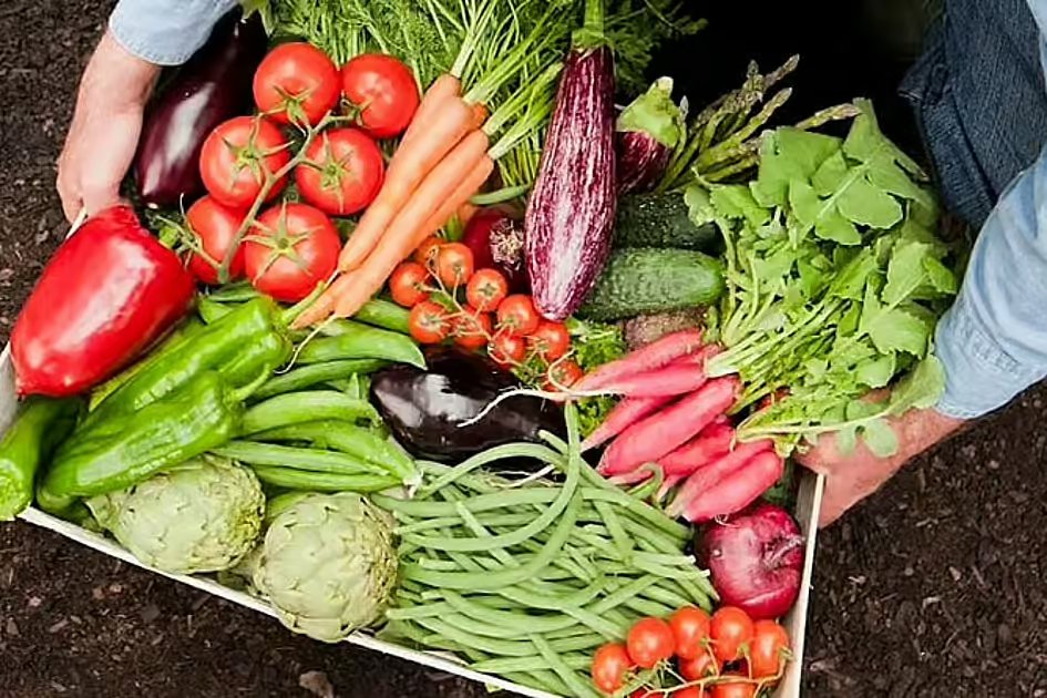 Food supplies in UAE steady, prices remain stable says minister