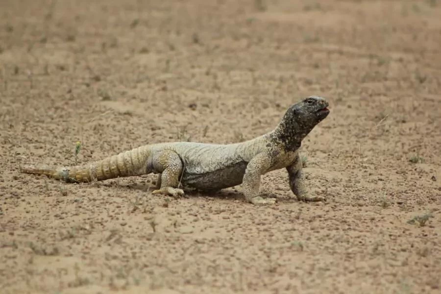 Dubai’s Al-Wohoosh Desert Reserve demonstrates environmental value beyond scale