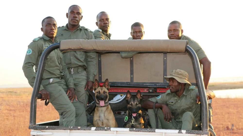 K9 unit flown by Emirates SkyCargo to Zimbabwe begins frontline operations