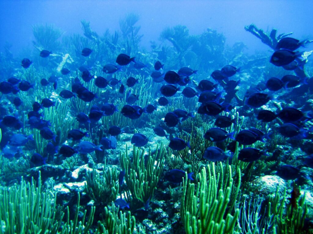 NYU Abu Dhabi study finds Pacific climate swings can boost or deplete oxygen across world’s oceans
